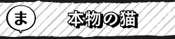 本物の猫